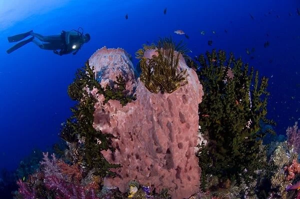 A diver looks on at a giant barrel sponge, Papua New Guinea