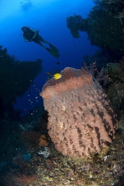 A diver looks on at a giant barrel sponge, Papua New Guinea