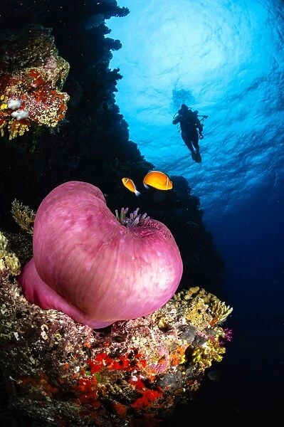 Diver and magnificent anemone, Fiji