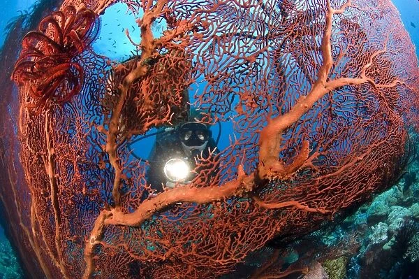 A diver peers through a red sea fan, Papua New Guinea
