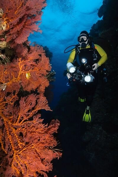 Diver and sea fans, Fiji