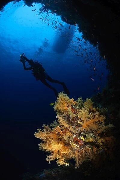 Diver and soft coral, Fiji