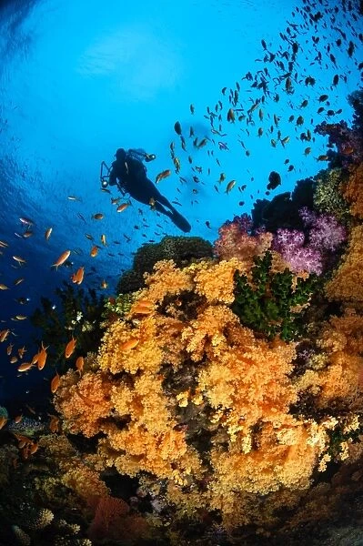 Diver and soft coral, Fiji