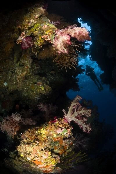 Diver in soft coral seascape, Fiji