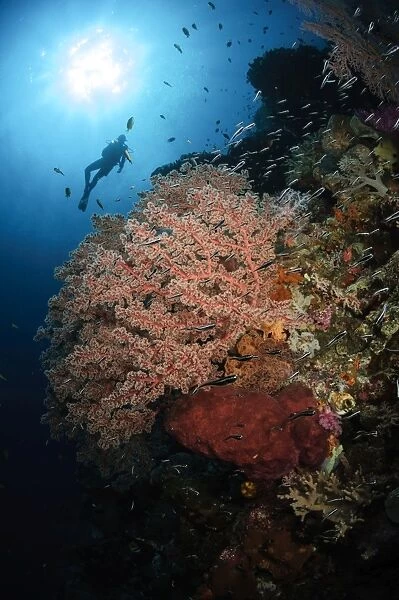 Diver over soft coral seascape, Indonesia