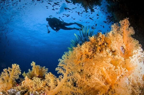 Diver swimms above soft coral, Fiji