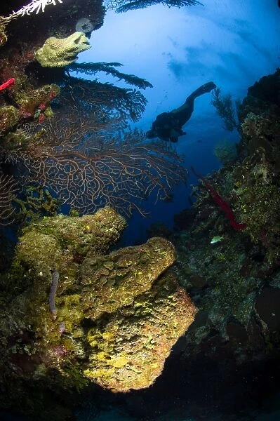 Diver swims over a reef, Belize