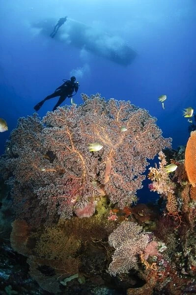 Diver swims over sea fans, Indonesia