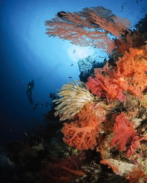 Diver swims by a soft coral reef, Indonesia