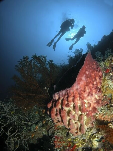 Divers hovering above a large pink barrel sponge, Indonesia
