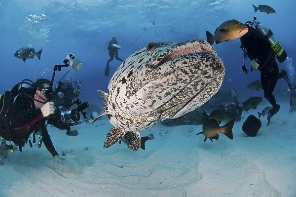 Divers photographing a Giant Grouper, Great Barrier Reef, Australia