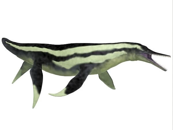 Dolichorhynchops marine reptile from the prehistoric era