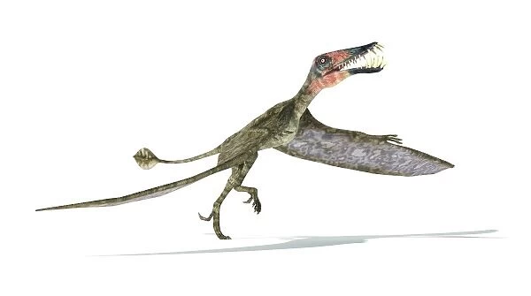 Dorygnathus flying dinosaur