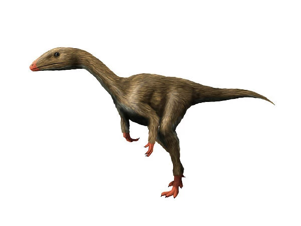 Dracoraptor is a carnivorous theropod from the Early Jurassic period