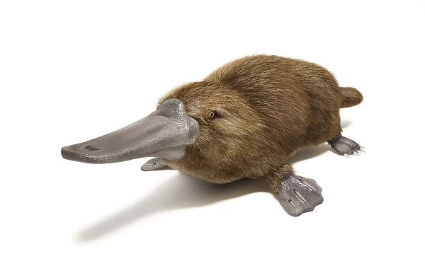 Duck-billed platypus on white background