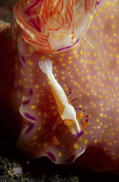 Emperor commensal shrimp on a nudibranch, North Sulawesi