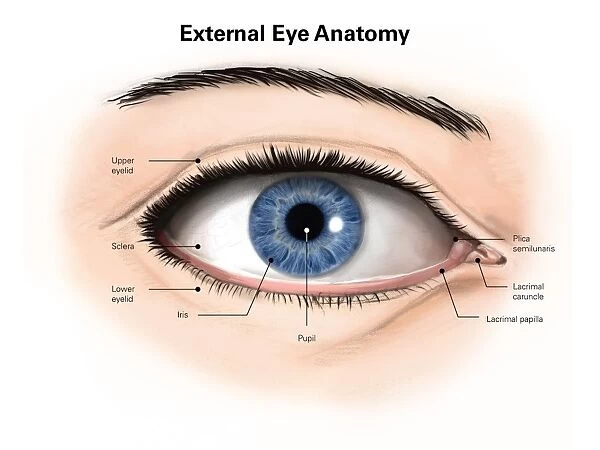 External anatomy of the human eye (with labels)