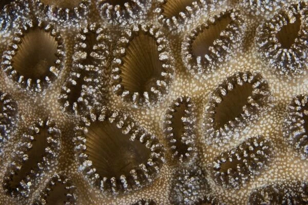 Extreme close-up of a crust anemone, Papua New Guinea