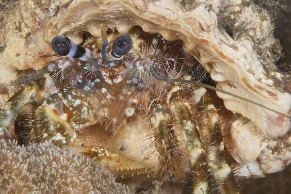 Extreme close-up of a Hermit Crab, Papua New Guinea