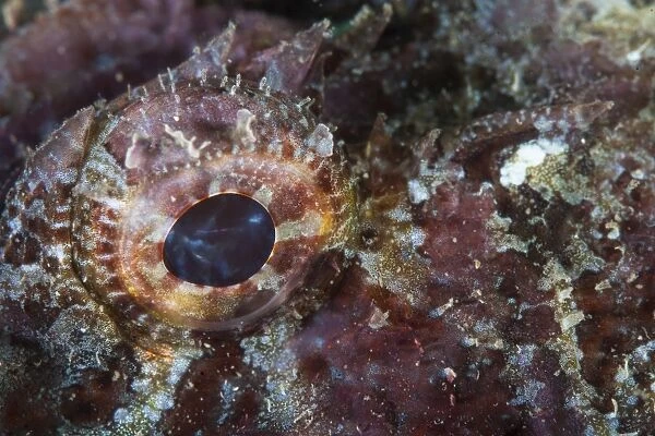 Detail of the eye of a scorpionfish