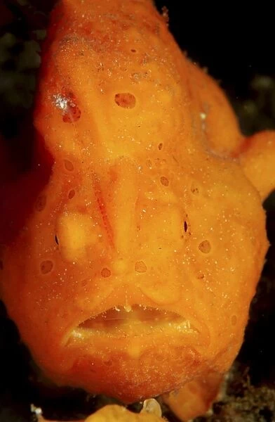 Face shot of an orange frogfish, North Sulawesi, Indonesia