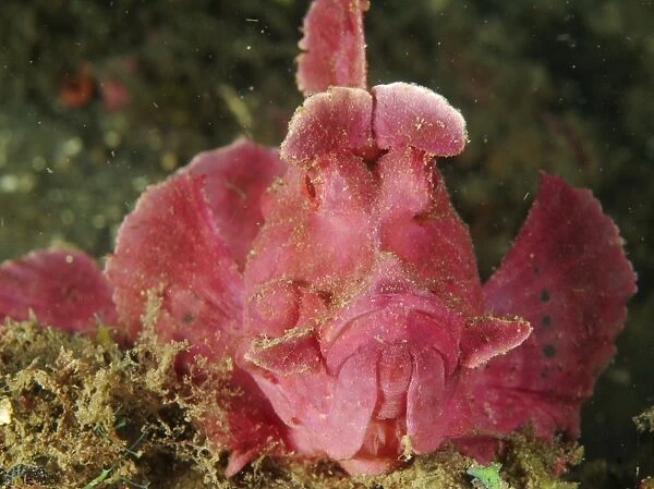 Face shot of a pink scorpionfish, North Sulawesi