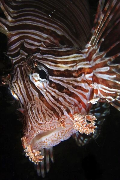 Face shot of a red lionfish, North Sulawesi, Indonesia