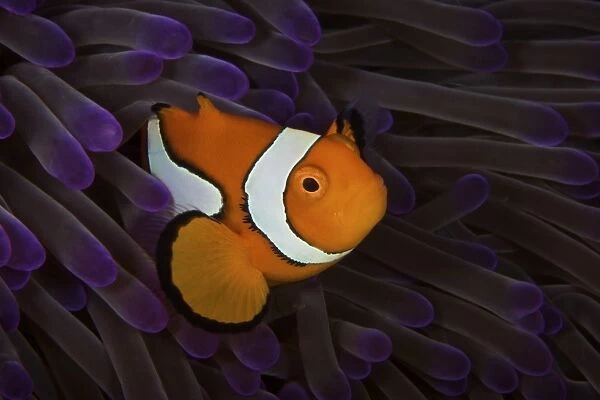 False Ocellaris Clownfish in its host anemone, Papua New Guinea