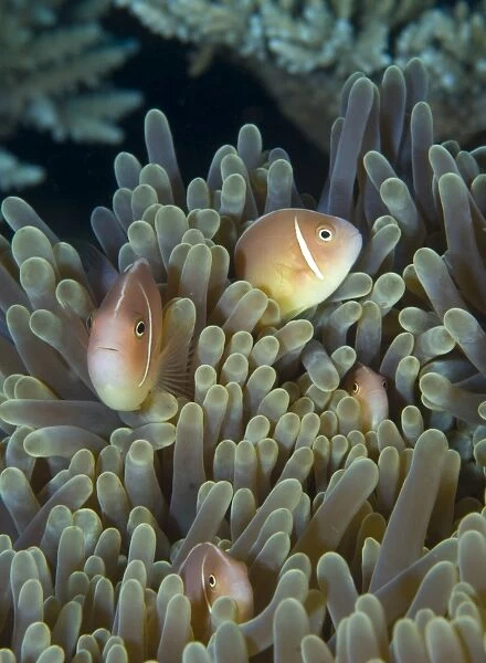 A family of pink anemonefish in anemone, Papua New Guinea