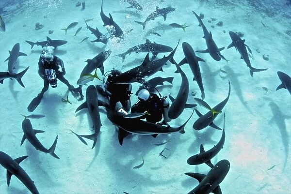 Feeding frenzy of Caribbean reef sharks