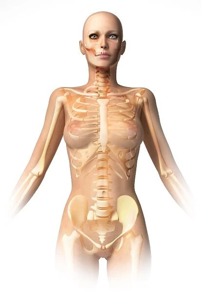 Female body with bone skeleton and internal organs superimposed