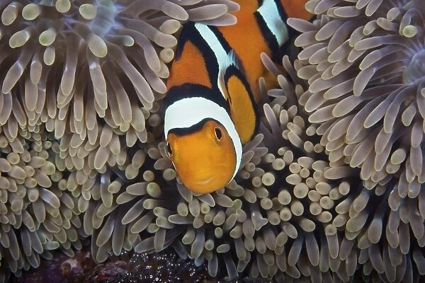 A female clownfish looks after her eggs at the edge of the host anemone, Papua New Guinea