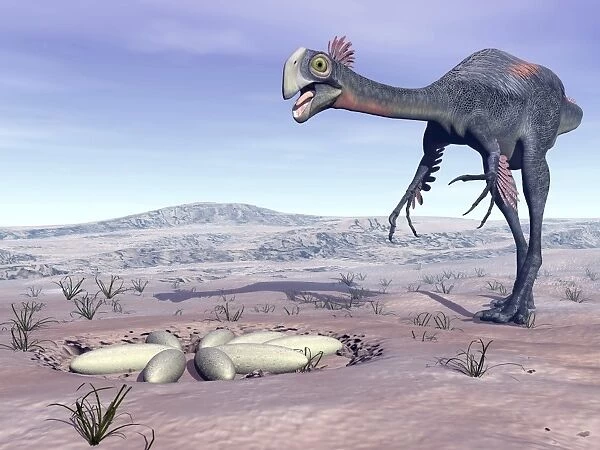 Female Gigantoraptor dinosaur walking to its nest full of eggs