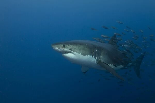 Female great white shark with a school of bait fish