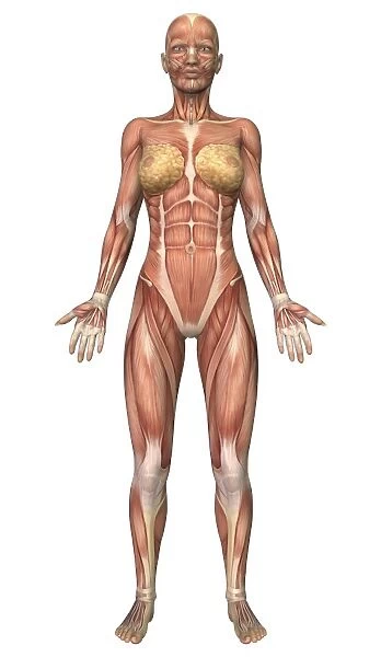 Female muscular system, front view