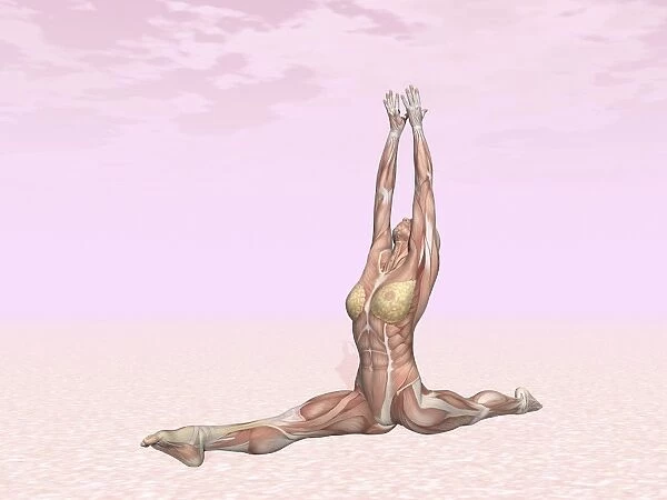 Female musculature performing monkey yoga pose