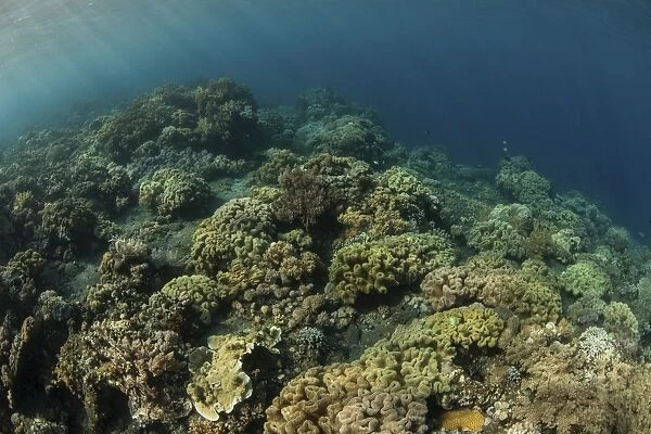 A field of soft corals grows on an underwater slope in Indonesia