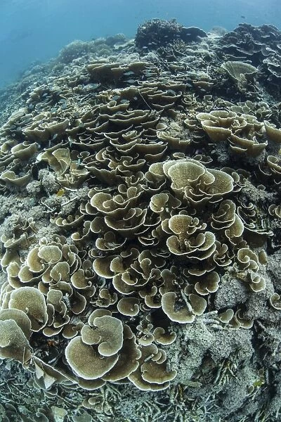 Foliose corals grow on a reef slope in Raja Ampat, Indonesia