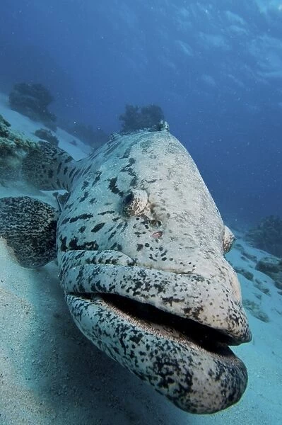 Giant Grouper, Great Barrier Reef, Queensland, Australia