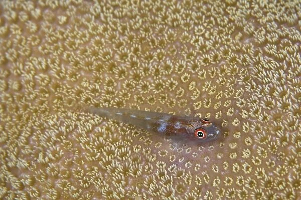 Goby on coral, Australia