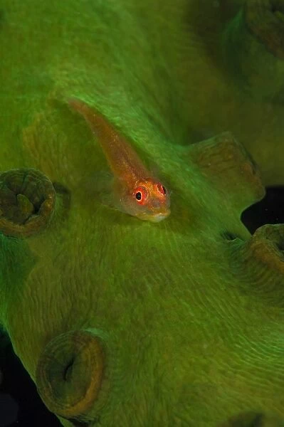 Goby on a coral, Australia