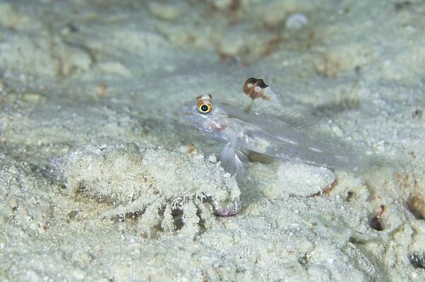 Goby with a hermit crab, Australia