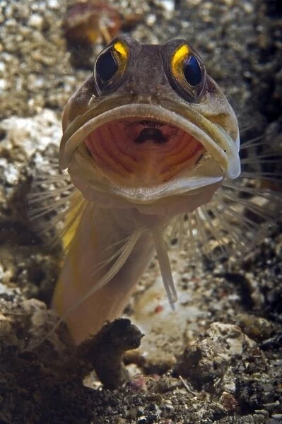 Gold-speck jawfish mouth wide open, North Sulawesi, Indonesia