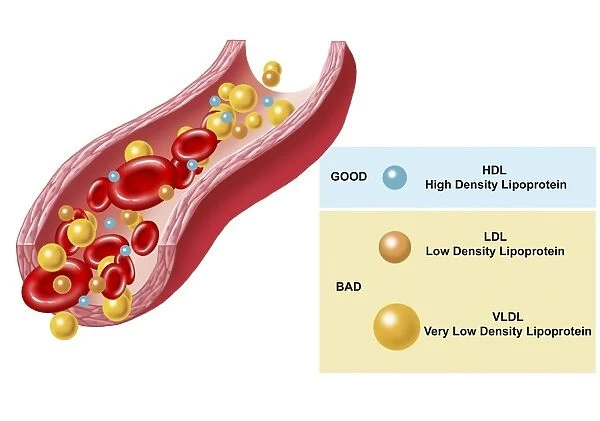 Good and bad cholesterol found in blood stream