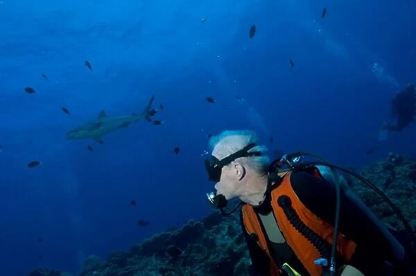 Gray reef shark with diver, Papua New Guinea