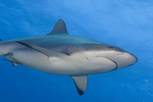 Gray reef shark. Papua New Guinea