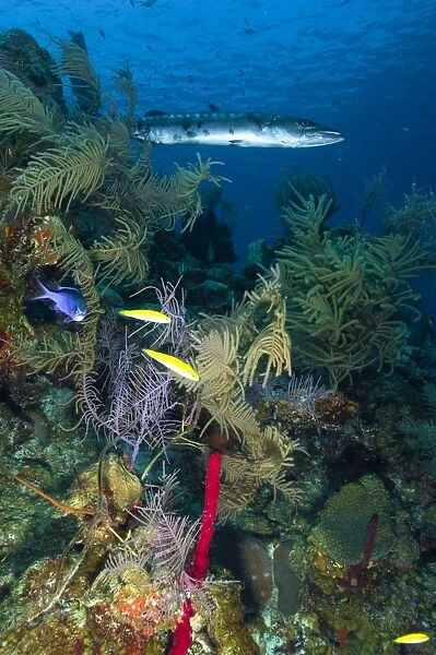 Great barracuda, Belize
