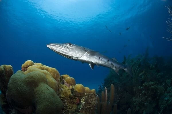 Great Barracuda, Belize
