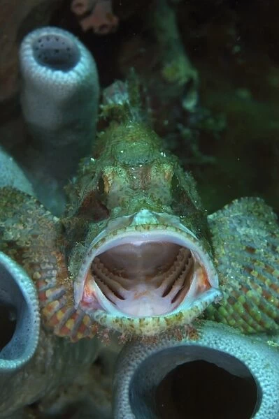 Green grouper with open mouth, North Sulawesi, Indonesia