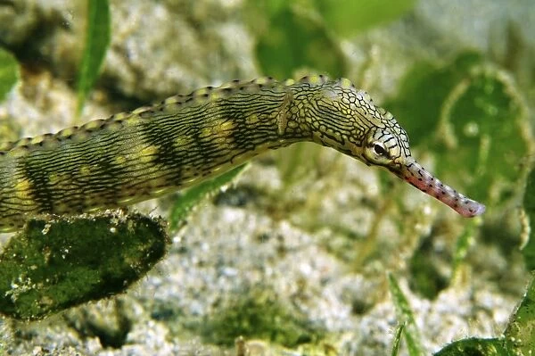 Green scribbled pipefish with pink snout, North Sulawesi